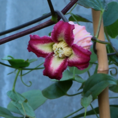 Click to view full size image