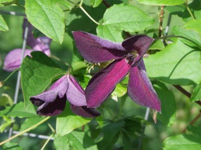 Click to view full size image