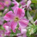 Clematis-Krakowiak.jpg