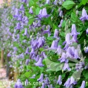 Filename=FAIRY_DANCE.jpg
Filesize=279KiB
Dimensions=600x600
Date added=Nov 29, 2023 FAIRY_DANCE.jpg