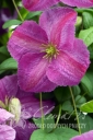Filename=clematis_Mazurek_K1.jpg
Filesize=117KiB
Dimensions=300x450
Date added=Dec 24, 2023 clematis_Mazurek_K1.jpg